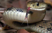 Nepali teen, banished for having her period, dies of snakebite